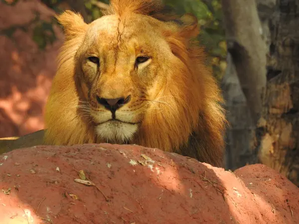 Ormandaki Yakın plan Aslan. Orman Kralı Aslan dinleniyor ve ayakta duruyor. Erkek ve genç dişi Afrika Aslanı, Güney Afrika. Bir çift Afrika aslanı portresi, Panthera aslanı, büyük hayvan figürü, akşam güneşi, Afrika aslan portresi. Afrika Aslanı portresi