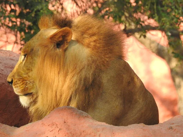 Ormandaki Yakın plan Aslan. Orman Kralı Aslan dinleniyor ve ayakta duruyor. Erkek ve genç dişi Afrika Aslanı, Güney Afrika. Bir çift Afrika aslanı portresi, Panthera aslanı, büyük hayvan figürü, akşam güneşi, Afrika aslan portresi. Afrika Aslanı portresi