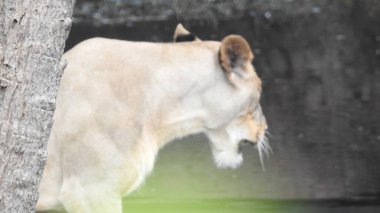 Güzel, vahşi bir Afrikalı dişi aslan güçlü ve kızgın dişi aslanın başı olan gevşemiş bir Afrika aslanının profili. Güzel kükreyen dişi aslan, muhteşem aslan ve dişi aslan. Afrika aslanı (Panthera Leo) dişlerini gösteriyor. Dişi aslan.