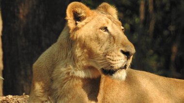 Güçlü ve kızgın dişi bir dişi aslanın güzel, vahşi, Afrikalı dişi aslanın kafası. Güzel kükreyen dişi aslan, muhteşem aslan ve dişi aslan. Afrika aslanı Panthera Leo dişlerini gösteriyor. Afrikalı bir aslanın portresi esniyor.