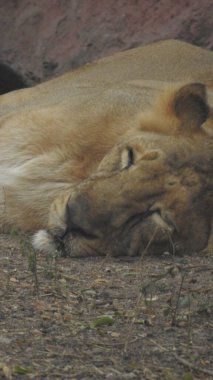 Güçlü ve kızgın dişi bir dişi aslanın güzel, vahşi, Afrikalı dişi aslanın kafası. Dişi aslan büyük bir ağaçta yatar. Güzel kükreyen dişi aslan, yakışıklı aslan ve dişi aslan. Afrika aslanı (Panthera Leo) dişlerini gösteriyor. Dişi aslan esniyor.