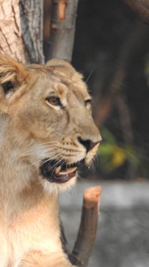 Beautiful wild african lioness, Head of a powerful and angry female lioness close-up, open mouth. Beautiful roaring lioness close-up, Gorgeous lion and lioness. African lion Panthera Leo showing his teeth. Lioness lying on big tree lioness is yawning clipart