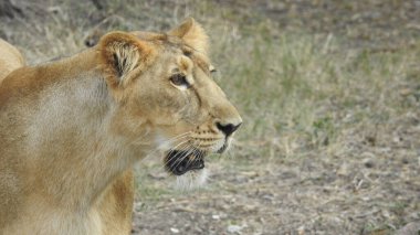 Güzel vahşi Afrikalı dişi aslan, güçlü ve kızgın dişi aslanın başı, yakın plan, açık ağız. Güzel kükreyen dişi aslan, muhteşem aslan ve dişi aslan. Afrika aslanı Panthera Leo dişlerini gösteriyor. Dişi aslan, büyük ağaç dişi aslanın üzerinde uzanıyor.