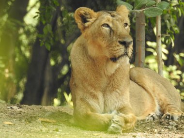 Güzel vahşi Afrikalı dişi aslan, güçlü ve kızgın dişi aslanın başı, yakın plan, açık ağız. Güzel kükreyen dişi aslan, muhteşem aslan ve dişi aslan. Afrika aslanı Panthera Leo dişlerini gösteriyor. Dişi aslan çimlerin üzerinde dinleniyor. Kenya, Afrika 