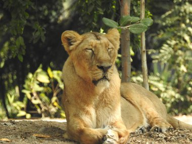 Beautiful wild african lioness, Head of a powerful and angry female lioness close-up, open mouth. Beautiful roaring lioness close-up, Gorgeous lion and lioness. African lion (Panthera Leo) showing his teeth. Lion Big Cat, lioness is yawning, mouth  clipart