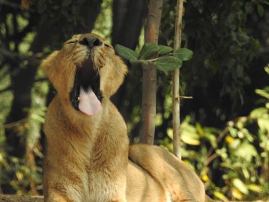 Güzel vahşi Afrikalı dişi aslan, güçlü ve kızgın dişi aslanın başı, yakın plan, açık ağız. Güzel kükreyen dişi aslan, muhteşem aslan ve dişi aslan. Afrika aslanı Panthera Leo dişlerini gösteriyor. Dişi aslan çimlerin üzerinde dinleniyor. Kenya, Afrika 