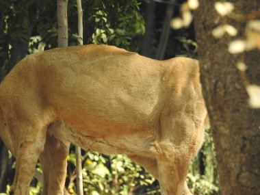 Güzel vahşi Afrikalı dişi aslan, güçlü ve kızgın dişi aslanın başı, yakın plan, açık ağız. Güzel kükreyen dişi aslan, muhteşem aslan ve dişi aslan. Afrika aslanı Panthera Leo dişlerini gösteriyor. Dişi aslan çimlerin üzerinde dinleniyor. Kenya, Afrika 