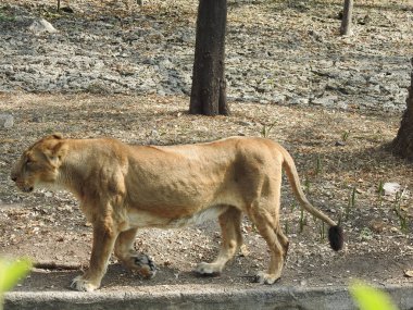 Güzel vahşi Afrikalı dişi aslan, güçlü ve kızgın dişi aslanın başı, yakın plan, açık ağız. Güzel kükreyen dişi aslan, muhteşem aslan ve dişi aslan. Afrika aslanı Panthera Leo dişlerini gösteriyor. Dişi aslan çimlerin üzerinde dinleniyor. Kenya, Afrika 