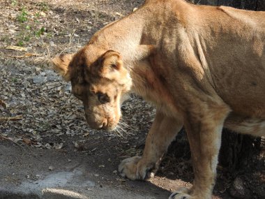 Güzel vahşi Afrikalı dişi aslan, güçlü ve kızgın dişi aslanın başı, yakın plan, açık ağız. Güzel kükreyen dişi aslan, muhteşem aslan ve dişi aslan. Afrika aslanı Panthera Leo dişlerini gösteriyor. Dişi aslan çimlerin üzerinde dinleniyor. Kenya, Afrika 