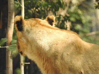 Güzel vahşi Afrikalı dişi aslan, güçlü ve kızgın dişi aslanın başı, yakın plan, açık ağız. Güzel kükreyen dişi aslan, muhteşem aslan ve dişi aslan. Afrika aslanı Panthera Leo dişlerini gösteriyor. Dişi aslan çimlerin üzerinde dinleniyor. Kenya, Afrika 