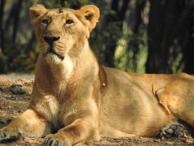Güzel vahşi Afrikalı dişi aslan, güçlü ve kızgın dişi aslanın başı, yakın plan, açık ağız. Güzel kükreyen dişi aslan, muhteşem aslan ve dişi aslan. Afrika aslanı Panthera Leo dişlerini gösteriyor. Dişi aslan çimlerin üzerinde dinleniyor. Kenya, Afrika 