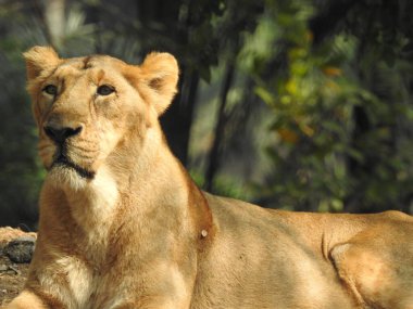 Güzel vahşi Afrikalı dişi aslan, güçlü ve kızgın dişi aslanın başı, yakın plan, açık ağız. Güzel kükreyen dişi aslan, muhteşem aslan ve dişi aslan. Afrika aslanı Panthera Leo dişlerini gösteriyor. Dişi aslan çimlerin üzerinde dinleniyor. Kenya, Afrika 