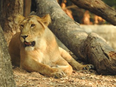 Güzel vahşi Afrikalı dişi aslan, güçlü ve kızgın dişi aslanın başı, yakın plan, açık ağız. Güzel kükreyen dişi aslan, muhteşem aslan ve dişi aslan. Afrika aslanı Panthera Leo dişlerini gösteriyor. Güçlü ve kızgın dişi bir dişi aslanın kafası. 