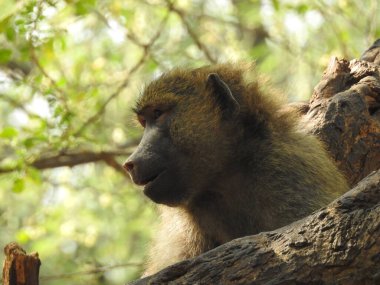 Şirin esneyen bebek maymun, bebek maymun, doğadaki Macaca saldırı maymunun portresi. Şirin bebek maymun doğal bir ormanda yaşar, Macaca saldırgan maymunu, siyah şapkalı sincap maymunları. Fındık tutan şirin maymunlara güneş ışığı
