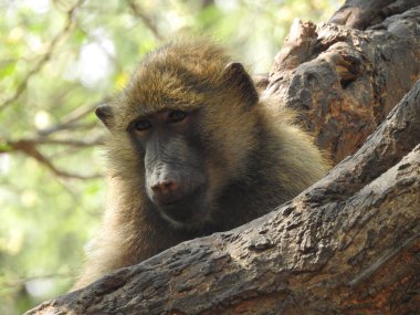 Şirin esneyen bebek maymun, bebek maymun, doğadaki Macaca saldırı maymunun portresi. Şirin bebek maymun doğal bir ormanda yaşar, Macaca saldırgan maymunu, siyah şapkalı sincap maymunları. Fındık tutan şirin maymunlara güneş ışığı