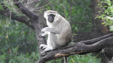 Şirin esneyen bebek maymun, bebek maymun, doğadaki Macaca saldırı maymunun portresi. Şirin bebek maymun doğal bir ormanda yaşar, Macaca saldırgan maymunu, siyah şapkalı sincap maymunları. Fındık tutan şirin maymunlara güneş ışığı