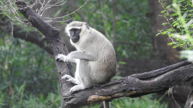 Şirin esneyen bebek maymun, bebek maymun, doğadaki Macaca saldırı maymunun portresi. Şirin bebek maymun doğal bir ormanda yaşar, Macaca saldırgan maymunu, siyah şapkalı sincap maymunları. Fındık tutan şirin maymunlara güneş ışığı
