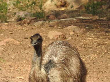 Devekuşu kafası ve boynu parkta ön portre, yakın çekim kırmızı gözlü devekuşu ve siyah kafalı muhteşem manzaralı yakın çekim. Korkmuş devekuşunun kafasını kumlara gömmesi. Mavi gökyüzüne karşı açık gagalı güzel devekuşu.