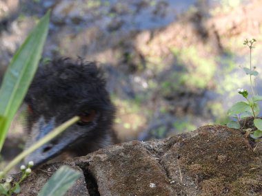 Devekuşu kafası ve boynu parkta ön portre, yakın çekim kırmızı gözlü devekuşu ve siyah kafalı muhteşem manzaralı yakın çekim. Korkmuş devekuşunun kafasını kumlara gömmesi. Mavi gökyüzüne karşı açık gagalı güzel devekuşu.