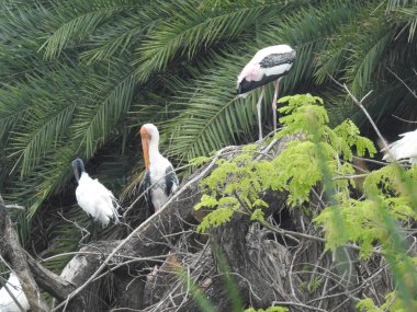 Yetişkin leylekler detaylı bir şekilde yan göze yaklaşır. Genç leylekler ilk uçuş için hazır. Leylekler büyük, uzun bacaklı, uzun boyunlu ve uzun gagalı kuşlardır. Boyalı leylek büyük çizgili. Kuş leyleği Yetişkin beyaz leylek Ciconia ciconia besleniyor