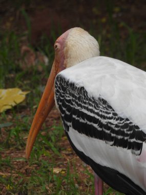 Yetişkin leylekler detaylı bir şekilde yan göze yaklaşır. Genç leylekler ilk uçuş için hazır. Leylekler büyük, uzun bacaklı, uzun boyunlu ve uzun gagalı kuşlardır. Boyalı leylek büyük çizgili. Kuş leyleği Yetişkin beyaz leylek Ciconia ciconia besleniyor