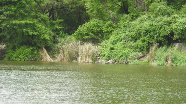 Yetişkin leylekler detaylı bir şekilde yan göze yaklaşır. Genç leylekler ilk uçuş için hazır. Leylekler büyük, uzun bacaklı, uzun boyunlu ve uzun gagalı kuşlardır. Boyalı leylek büyük çizgili. Leylek Kanatlarıyla Gökyüzünde Uçuyor. Vahşi yaşam