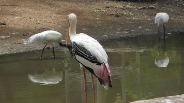 Yetişkin leylekler detaylı bir şekilde yan göze yaklaşır. Genç leylekler ilk uçuş için hazır. Leylekler büyük, uzun bacaklı, uzun boyunlu ve uzun gagalı kuşlardır. Boyalı leylek büyük çizgili. Leylek Kanatlarıyla Gökyüzünde Uçuyor. Vahşi yaşam