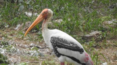 Yetişkin leylekler detaylı bir şekilde yan göze yaklaşır. Genç leylekler ilk uçuş için hazır. Leylekler büyük, uzun bacaklı, uzun boyunlu ve uzun gagalı kuşlardır. Boyalı leylek büyük çizgili. Leylek Kanatlarıyla Gökyüzünde Uçuyor. Vahşi yaşam