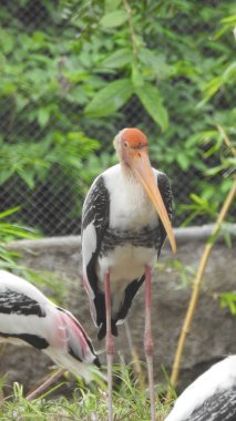 Yetişkin leylekler detaylı bir şekilde yan göze yaklaşır. Genç leylekler ilk uçuş için hazır. Leylekler büyük, uzun bacaklı, uzun boyunlu ve uzun gagalı kuşlardır. Boyalı leylek büyük çizgili. Beyaz leylek (Ciconia ciconia) Yetişkin beyaz leylek vahşi