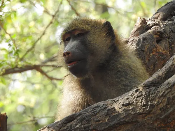 Lindo Bostezo Bebé Mono Macaco Mono Babby Retrato Macaca Assamensis — Foto de Stock