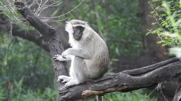 Lindo Bostezo Bebé Mono Macaco Mono Babby Retrato Macaca Assamensis — Foto de Stock