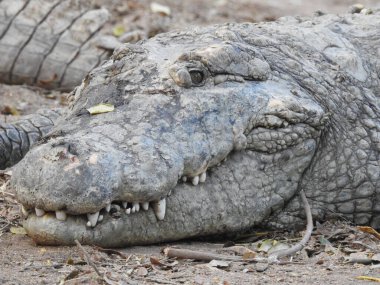 Güneş ışınlarında derinlerde, küçük planktonların varlığında harika bir tuzlu su timsahı. Büyük timsah ağzı açık. Timsah dişleri suyun altında. Timsah dişleri. Timsah dişleri. Timsah su altında.