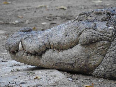 Güneş ışınlarında derinlerde, küçük planktonların varlığında harika bir tuzlu su timsahı. Büyük timsah ağzı açık. Timsah dişleri suyun altında. Timsah dişleri. Timsah dişleri. Timsah su altında.
