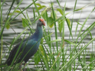 Tüylü bakım yapan büyük beyaz pelikan, Sandviç Limanı, Walvis Körfezi, Erongo Bölgesi, Namibya, Afrika. Beyaz Pelikan 'ın balık yediği sığ bir fotoğraf. Beyaz pelikan veya gül pelikan (Pelecanus onocrotalus) bulanık arkaplanda