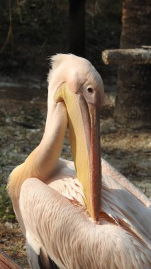 Tüylü bakım yapan büyük beyaz pelikan, Sandviç Limanı, Walvis Körfezi, Erongo Bölgesi, Namibya, Afrika. Beyaz Pelikan 'ın balık yediği sığ bir fotoğraf. Beyaz pelikan veya gül pelikan (Pelecanus onocrotalus) bulanık arkaplanda