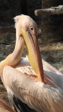 Tüylü bakım yapan büyük beyaz pelikan, Sandviç Limanı, Walvis Körfezi, Erongo Bölgesi, Namibya, Afrika. Beyaz Pelikan 'ın balık yediği sığ bir fotoğraf. Beyaz pelikan veya gül pelikan (Pelecanus onocrotalus) bulanık arkaplanda