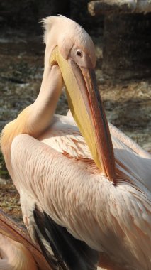 Tüylü bakım yapan büyük beyaz pelikan, Sandviç Limanı, Walvis Körfezi, Erongo Bölgesi, Namibya, Afrika. Beyaz Pelikan 'ın balık yediği sığ bir fotoğraf. Beyaz pelikan veya gül pelikan (Pelecanus onocrotalus) bulanık arkaplanda