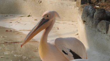 Tüylü bakım yapan büyük beyaz pelikan, Sandviç Limanı, Walvis Körfezi, Erongo Bölgesi, Namibya, Afrika. Beyaz Pelikan 'ın balık yediği sığ bir fotoğraf. Beyaz pelikan veya gül pelikan (Pelecanus onocrotalus) bulanık arkaplanda