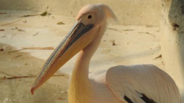 Tüylü bakım yapan büyük beyaz pelikan, Sandviç Limanı, Walvis Körfezi, Erongo Bölgesi, Namibya, Afrika. Beyaz Pelikan 'ın balık yediği sığ bir fotoğraf. Beyaz pelikan veya gül pelikan (Pelecanus onocrotalus) bulanık arkaplanda