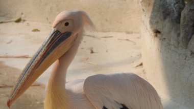 Tüylü bakım yapan büyük beyaz pelikan, Sandviç Limanı, Walvis Körfezi, Erongo Bölgesi, Namibya, Afrika. Beyaz Pelikan 'ın balık yediği sığ bir fotoğraf. Beyaz pelikan veya gül pelikan (Pelecanus onocrotalus) bulanık arkaplanda