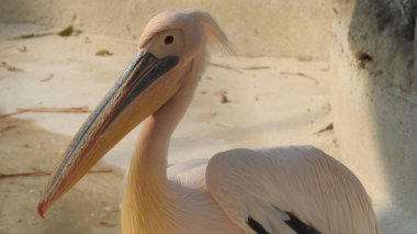 Tüylü bakım yapan büyük beyaz pelikan, Sandviç Limanı, Walvis Körfezi, Erongo Bölgesi, Namibya, Afrika. Beyaz Pelikan 'ın balık yediği sığ bir fotoğraf. Beyaz pelikan veya gül pelikan (Pelecanus onocrotalus) bulanık arkaplanda