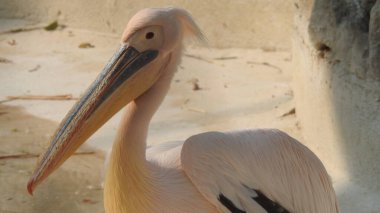 Tüylü bakım yapan büyük beyaz pelikan, Sandviç Limanı, Walvis Körfezi, Erongo Bölgesi, Namibya, Afrika. Beyaz Pelikan 'ın balık yediği sığ bir fotoğraf. Beyaz pelikan veya gül pelikan (Pelecanus onocrotalus) bulanık arkaplanda