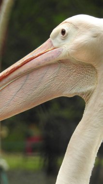 Tüylü bakım yapan büyük beyaz pelikan, Sandviç Limanı, Walvis Körfezi, Erongo Bölgesi, Namibya, Afrika. Beyaz Pelikan 'ın balık yediği sığ bir fotoğraf. Beyaz pelikan veya gül pelikan (Pelecanus onocrotalus) bulanık arkaplanda