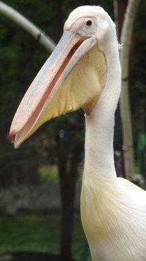 Tüylü bakım yapan büyük beyaz pelikan, Sandviç Limanı, Walvis Körfezi, Erongo Bölgesi, Namibya, Afrika. Beyaz Pelikan 'ın balık yediği sığ bir fotoğraf. Beyaz pelikan veya gül pelikan (Pelecanus onocrotalus) bulanık arkaplanda