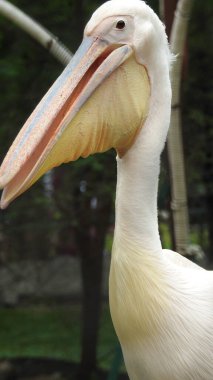 Tüylü bakım yapan büyük beyaz pelikan, Sandviç Limanı, Walvis Körfezi, Erongo Bölgesi, Namibya, Afrika. Beyaz Pelikan 'ın balık yediği sığ bir fotoğraf. Beyaz pelikan veya gül pelikan (Pelecanus onocrotalus) bulanık arkaplanda