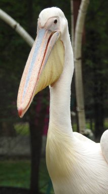 Tüylü bakım yapan büyük beyaz pelikan, Sandviç Limanı, Walvis Körfezi, Erongo Bölgesi, Namibya, Afrika. Beyaz Pelikan 'ın balık yediği sığ bir fotoğraf. Beyaz pelikan veya gül pelikan (Pelecanus onocrotalus) bulanık arkaplanda