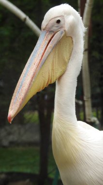 Tüylü bakım yapan büyük beyaz pelikan, Sandviç Limanı, Walvis Körfezi, Erongo Bölgesi, Namibya, Afrika. Beyaz Pelikan 'ın balık yediği sığ bir fotoğraf. Beyaz pelikan veya gül pelikan (Pelecanus onocrotalus) bulanık arkaplanda