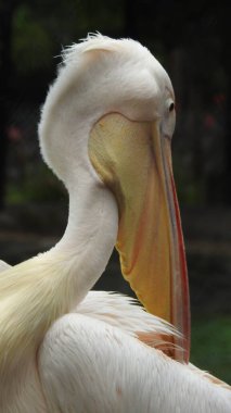 Tüylü bakım yapan büyük beyaz pelikan, Sandviç Limanı, Walvis Körfezi, Erongo Bölgesi, Namibya, Afrika. Beyaz Pelikan 'ın balık yediği sığ bir fotoğraf. Beyaz pelikan veya gül pelikan (Pelecanus onocrotalus) bulanık arkaplanda