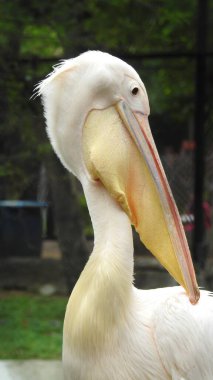 Tüylü bakım yapan büyük beyaz pelikan, Sandviç Limanı, Walvis Körfezi, Erongo Bölgesi, Namibya, Afrika. Beyaz Pelikan 'ın balık yediği sığ bir fotoğraf. Beyaz pelikan veya gül pelikan (Pelecanus onocrotalus) bulanık arkaplanda