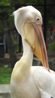 Tüylü bakım yapan büyük beyaz pelikan, Sandviç Limanı, Walvis Körfezi, Erongo Bölgesi, Namibya, Afrika. Beyaz Pelikan 'ın balık yediği sığ bir fotoğraf. Beyaz pelikan veya gül pelikan (Pelecanus onocrotalus) bulanık arkaplanda